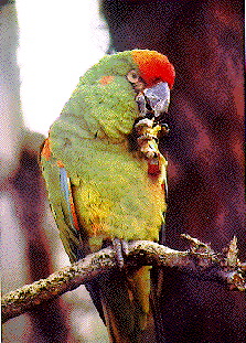 ara_rubrogenys