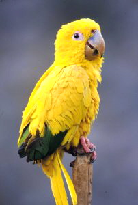 ararajuba
