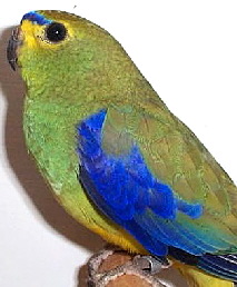 blue-winged