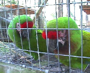 boliviana