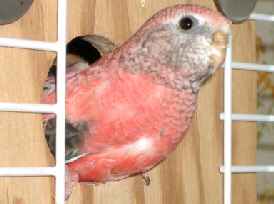 bourkes