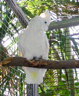 cacatua-ducorpsii