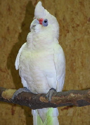 cacatua-pastinator-pastinator