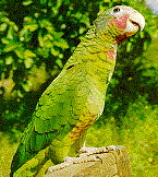caymanensis