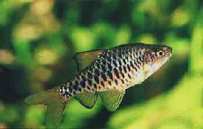 checker barb