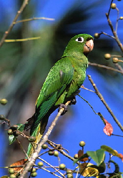 chloroptera