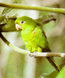 chloroptera2