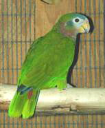 collaria