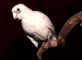 corella