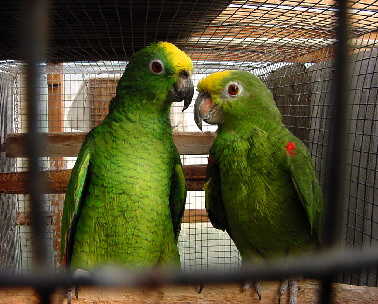 crowned-pair