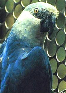 cyanopsitta_spixii
