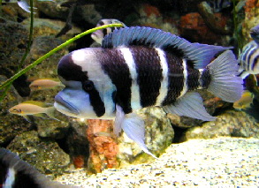 cyphotilapia_frontosa