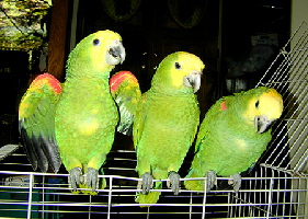 double_yellow_headed_amason_trir