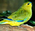 elegant_parrot