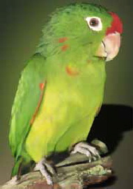 finschi
