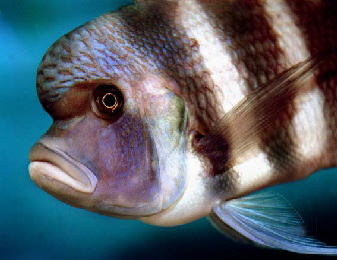 frontosa