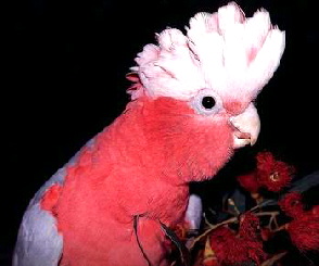 galah