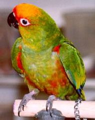 golden-capped