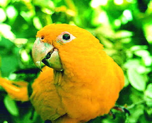 goldenconure