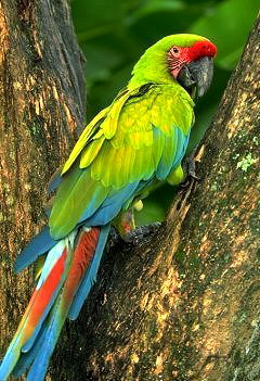 greatgreen