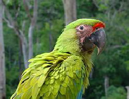 greatgreen2