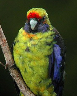 green rosella1