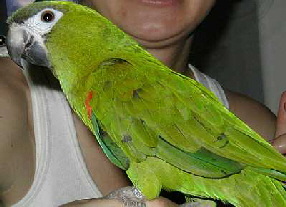 hahns2