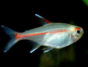 hemigrammus_erythrozonus02