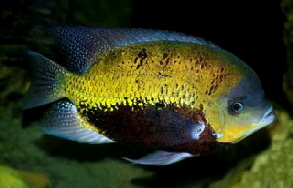 herichthys_pearsei1