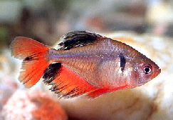 hyphessobrycon_eques1