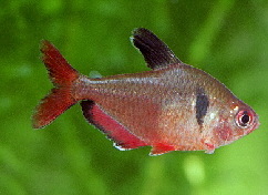 hyphessobrycon_eques3