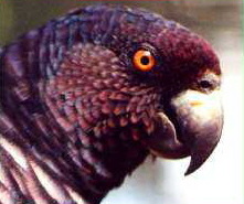 imperial3