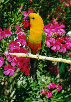 jandayaflower