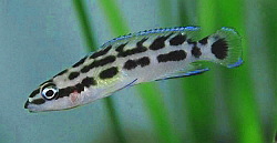 julie transcriptus fry