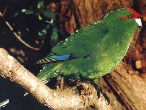 kakariki
