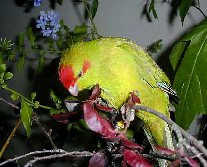 kakariki_redfront