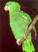 kawall