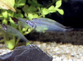 kryptopterus_bicirrhis3