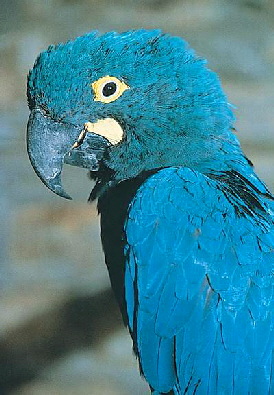 lears_macaw1