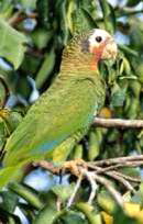 leucohesterna