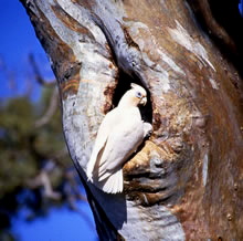 little_corella
