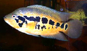 loisellei