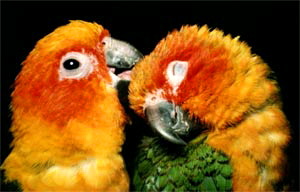 lovebirds02