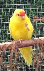 lutino kakariki