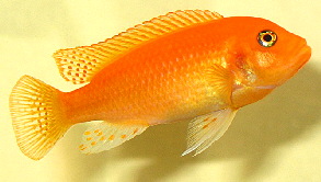 maylandia_estherae_red red