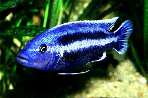 melanochromis_chipokae_4