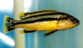 melanochromis_chipokae female