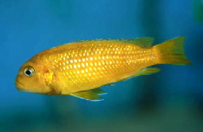 melanochromis_johannii2_x