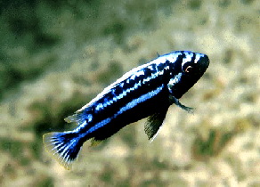 melanochromis_vermivorus