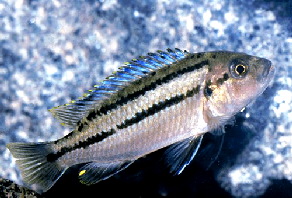 melanochromis_vermivorus_female